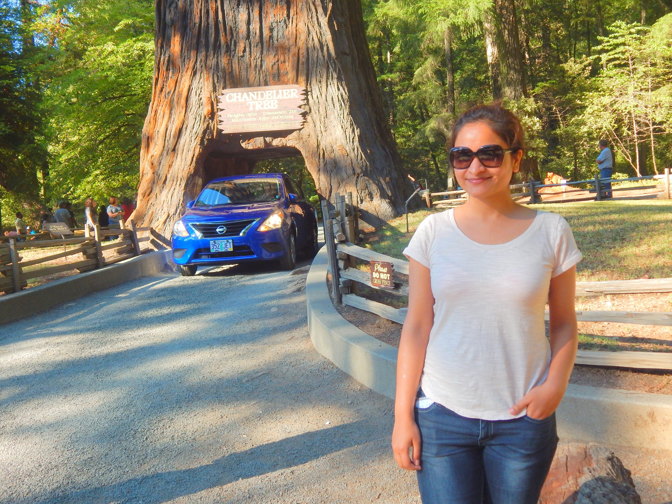 Chandelier Drive thru tree