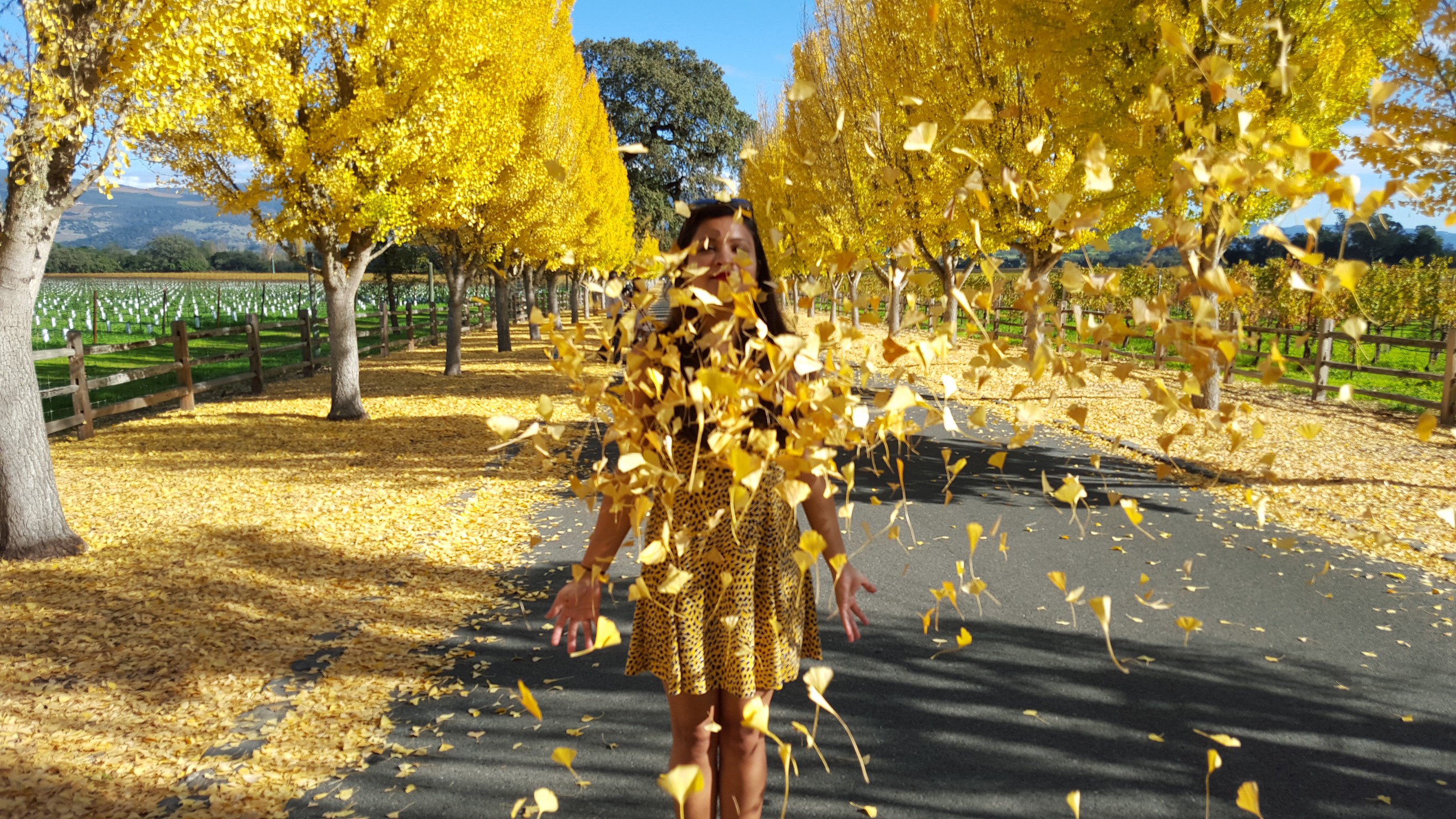 Bay Area Fall Colors